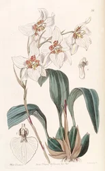 Rhynchostele cervantesii (jako syn. Odontoglossum cervantesii)